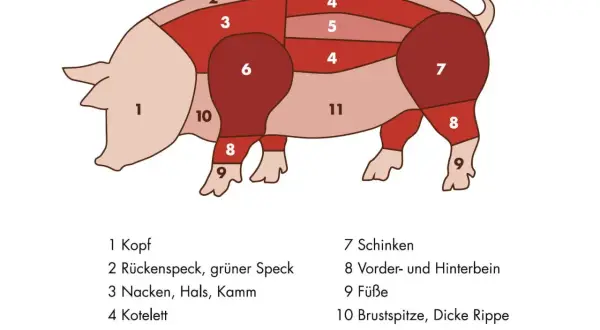 Zerlegung eines Schweins: Nummer 7 zeigt den Schinken, ein beliebtes Stück Fleisch.